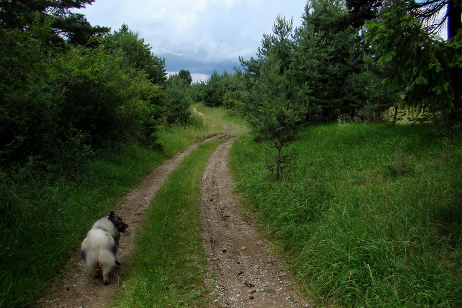 Bukovec a Holý vrch (Volovské vrchy)