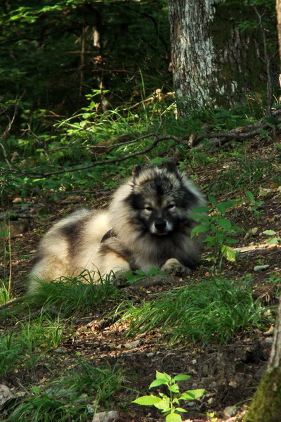 Chata Erika z Poproča (Volovské vrchy)