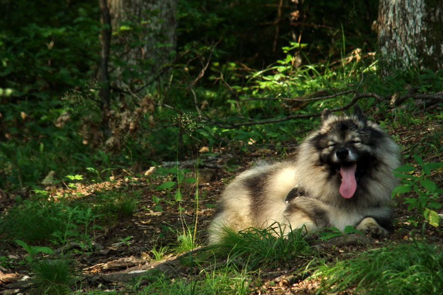 Chata Erika z Poproča (Volovské vrchy)