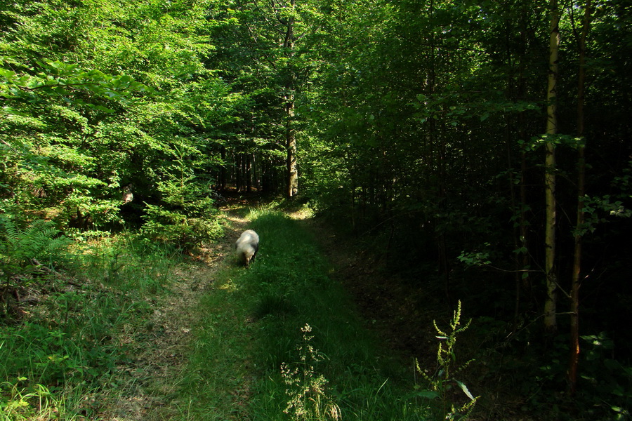 Chata Erika z Poproča (Volovské vrchy)