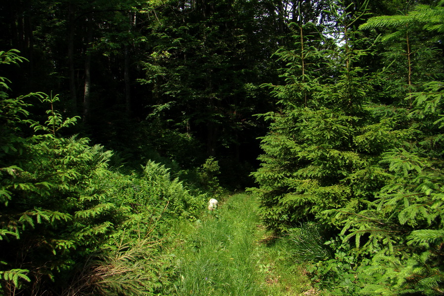 Chata Erika z Poproča (Volovské vrchy)