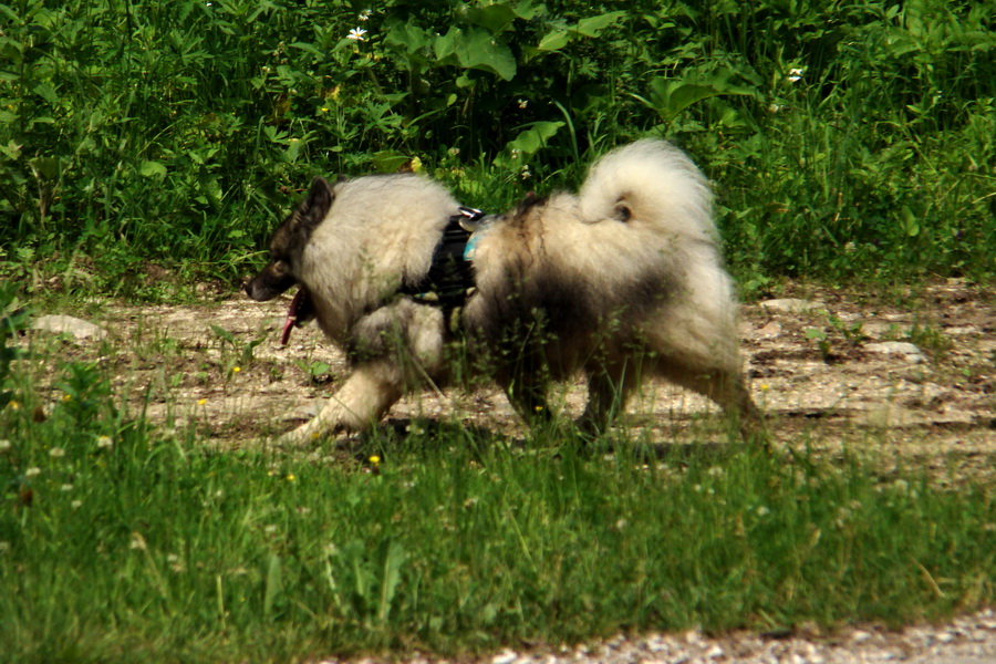 Chata Erika z Poproča (Volovské vrchy)