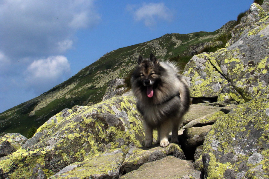 Ďumbier, Chopok (Nízke Tatry)