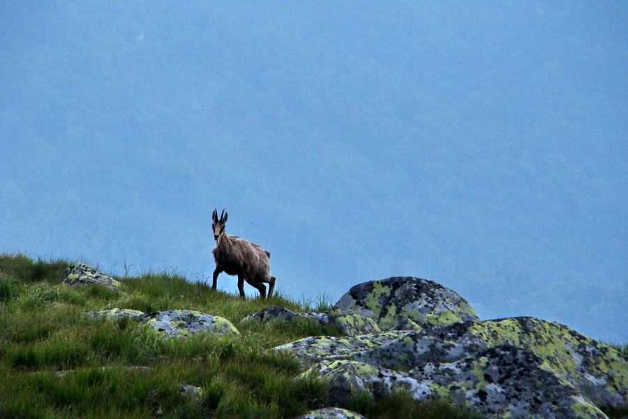 Ďumbier, Chopok (Nízke Tatry)