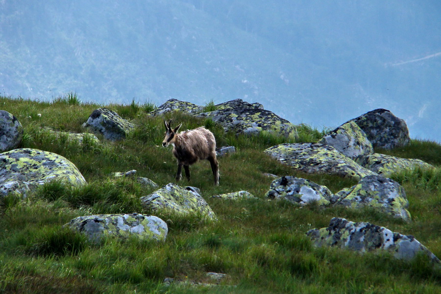 Ďumbier, Chopok (Nízke Tatry)