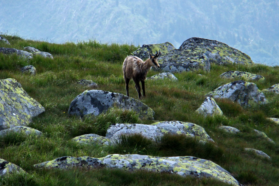 Ďumbier, Chopok (Nízke Tatry)