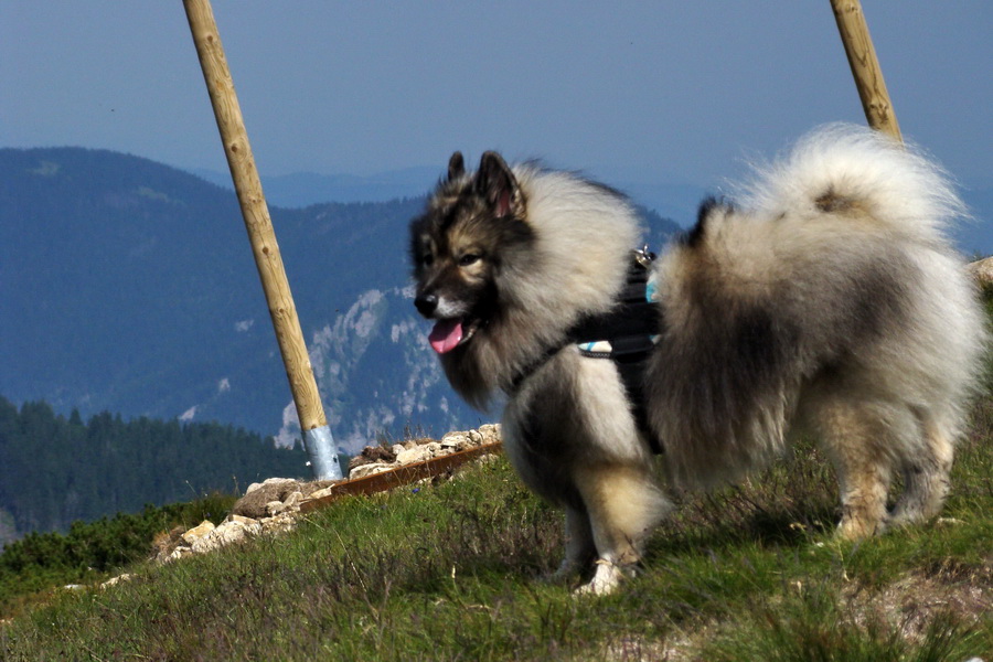 Ďumbier, Chopok (Nízke Tatry)