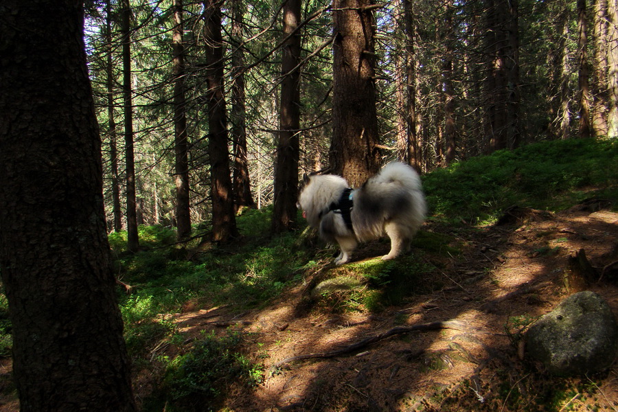 Ďumbier, Chopok (Nízke Tatry)