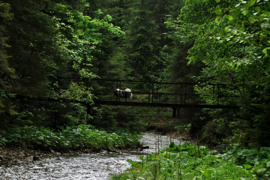 Geravy cez Tomášovskú Belú (Slovenský raj)