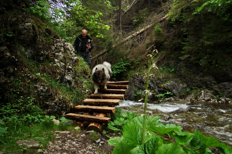 Geravy cez Tomášovskú Belú (Slovenský raj)