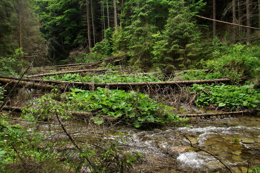 Geravy cez Tomášovskú Belú (Slovenský raj)