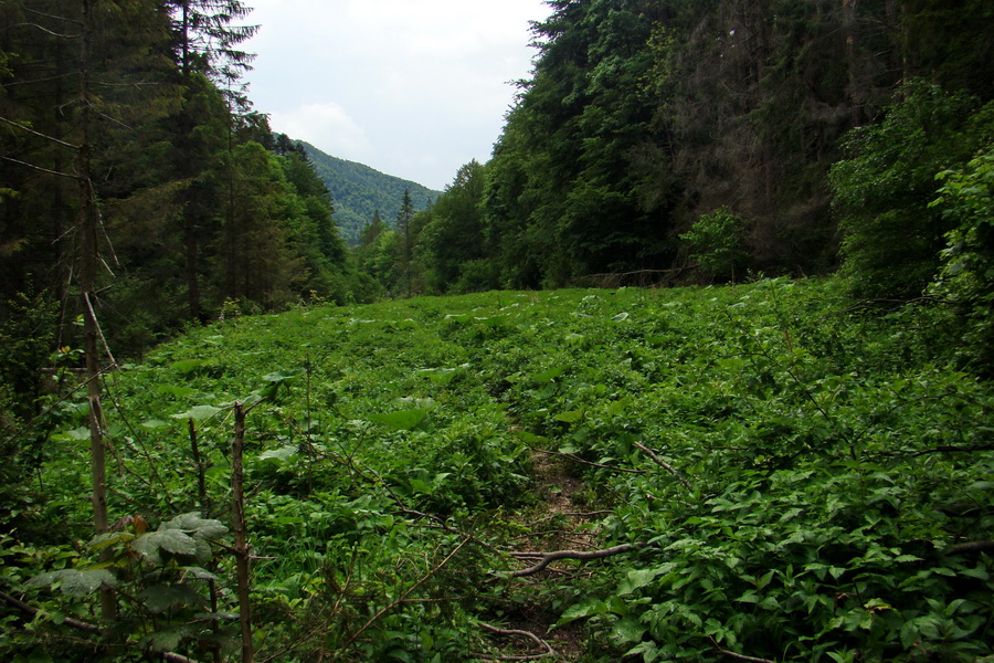 Geravy cez Tomášovskú Belú (Slovenský raj)