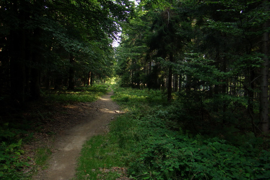 zostup do Mútňanského sedla