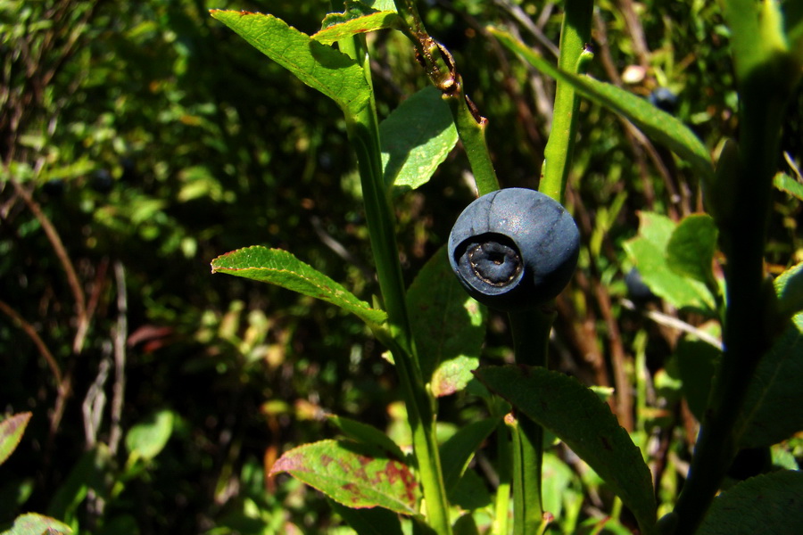 Brusnica čučoriedková (Čučoriedka obyčajná)