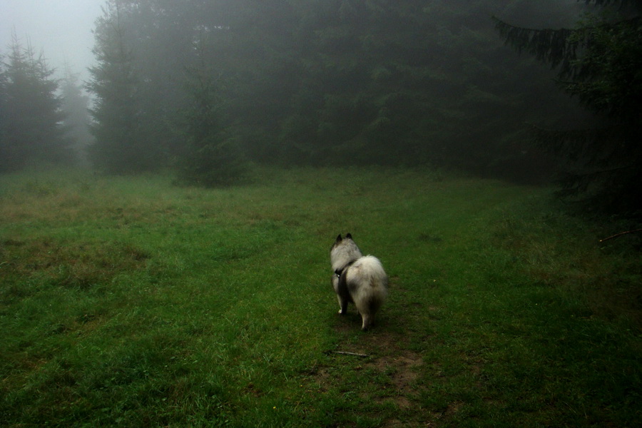 zostup na Przelecz Pólgórska