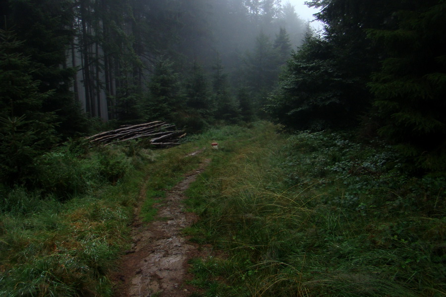 zostup z Modrálovej na Jalovecké sedlo