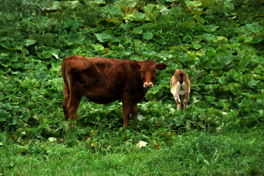 Hrebeňovka Oravských Beskýd - 4 deň (Oravské Beskydy)