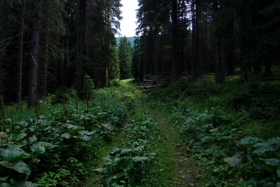 pokračujeme lesom