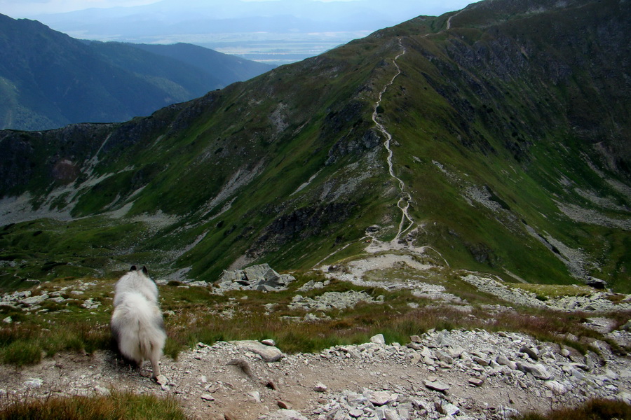 zostup do Žiarskeho sedla, hrebeňový chodník smeruje na Baranec