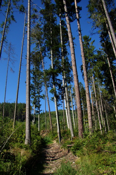 Pod Muráňom, sedlo Čertova hlava z Novoveskej Huty (Volovské vrchy)