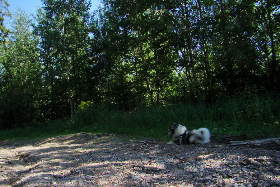 Pod Muráňom, sedlo Čertova hlava z Novoveskej Huty (Volovské vrchy)