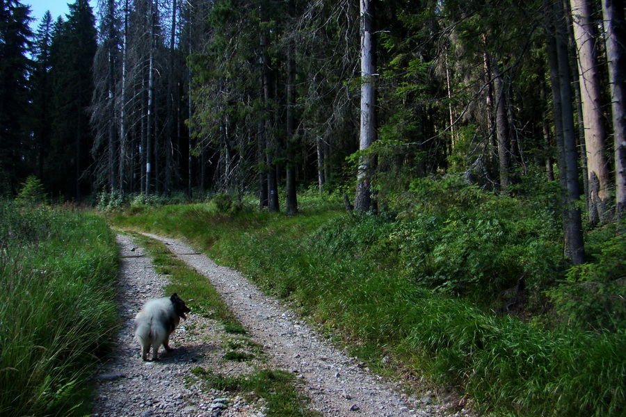 Pod Muráňom, sedlo Čertova hlava z Novoveskej Huty (Volovské vrchy)