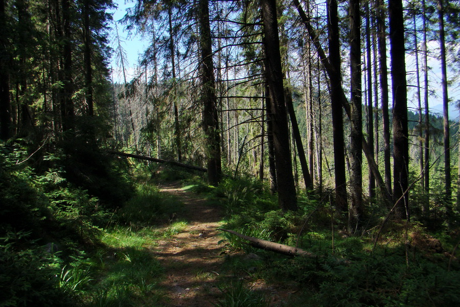 Pod Muráňom, sedlo Čertova hlava z Novoveskej Huty (Volovské vrchy)