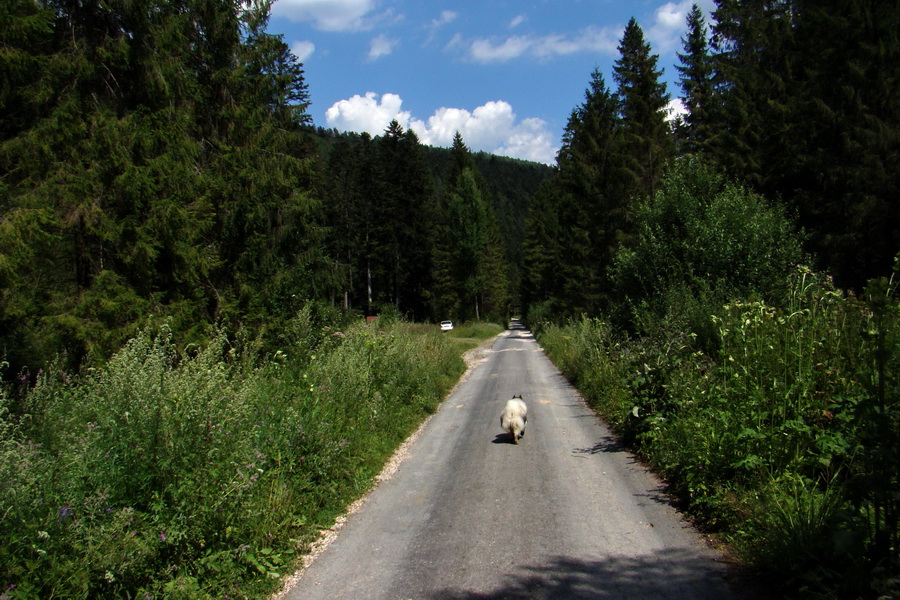 Pod Muráňom, sedlo Čertova hlava z Novoveskej Huty (Volovské vrchy)