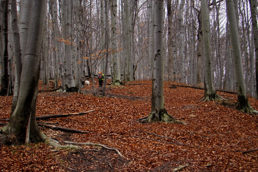 buková monokultúra pod Sivcom