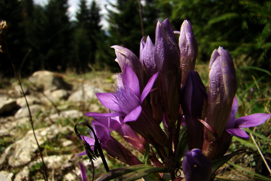 horček fatranský (Gentiana fatrae)