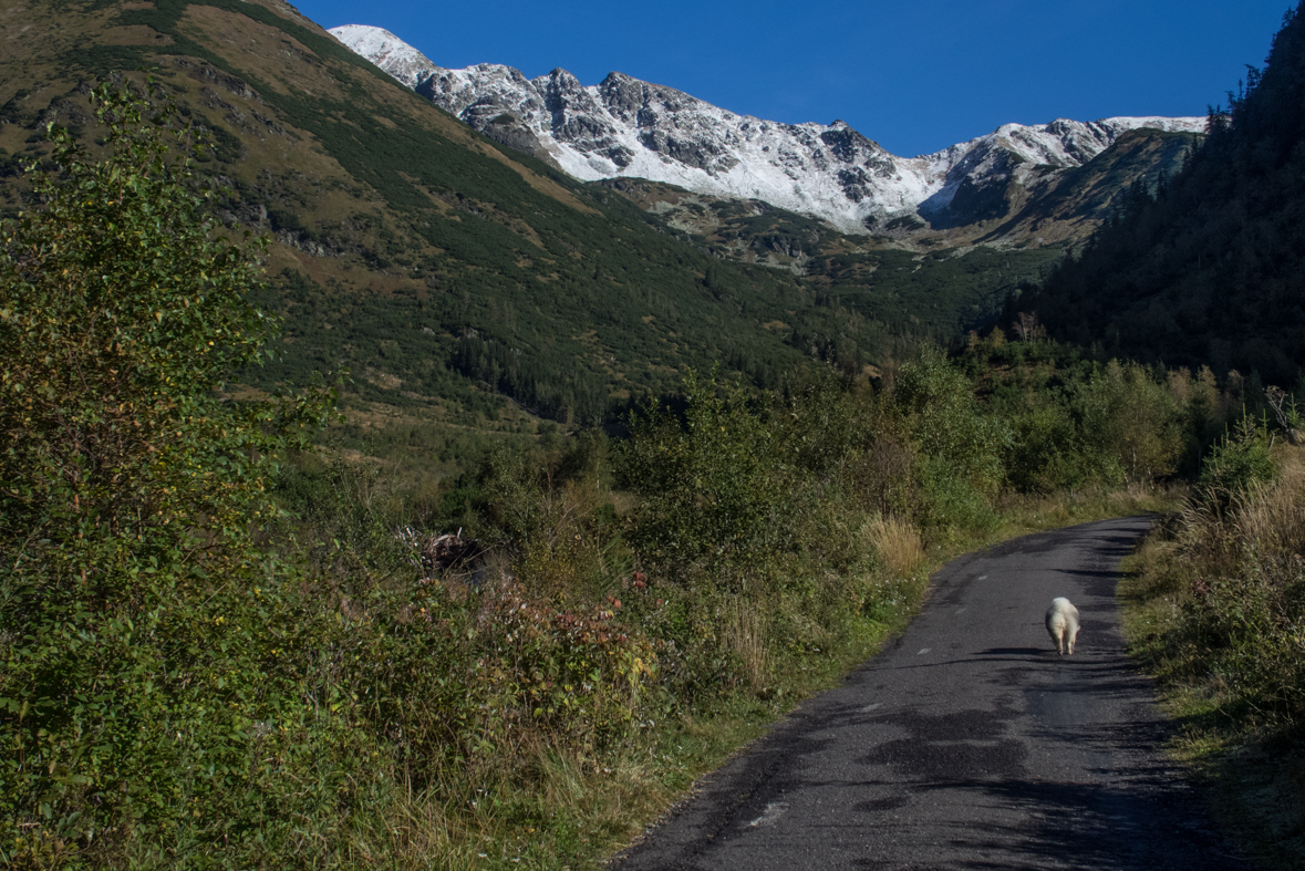 Baníkov zo Žiarskej doliny (Západné Tatry)