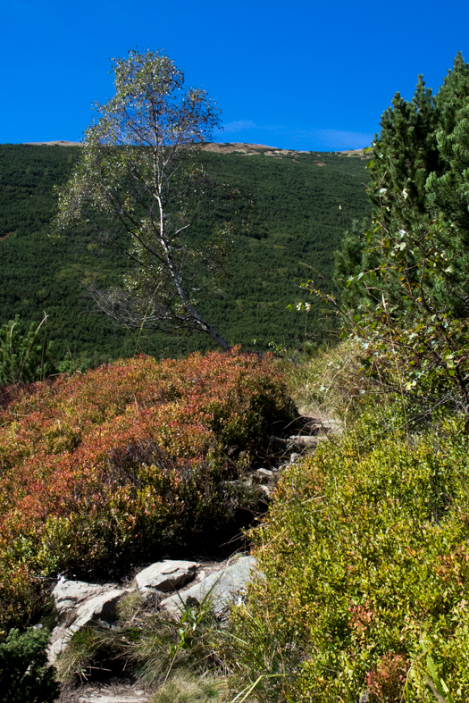 Baníkov zo Žiarskej doliny (Západné Tatry)