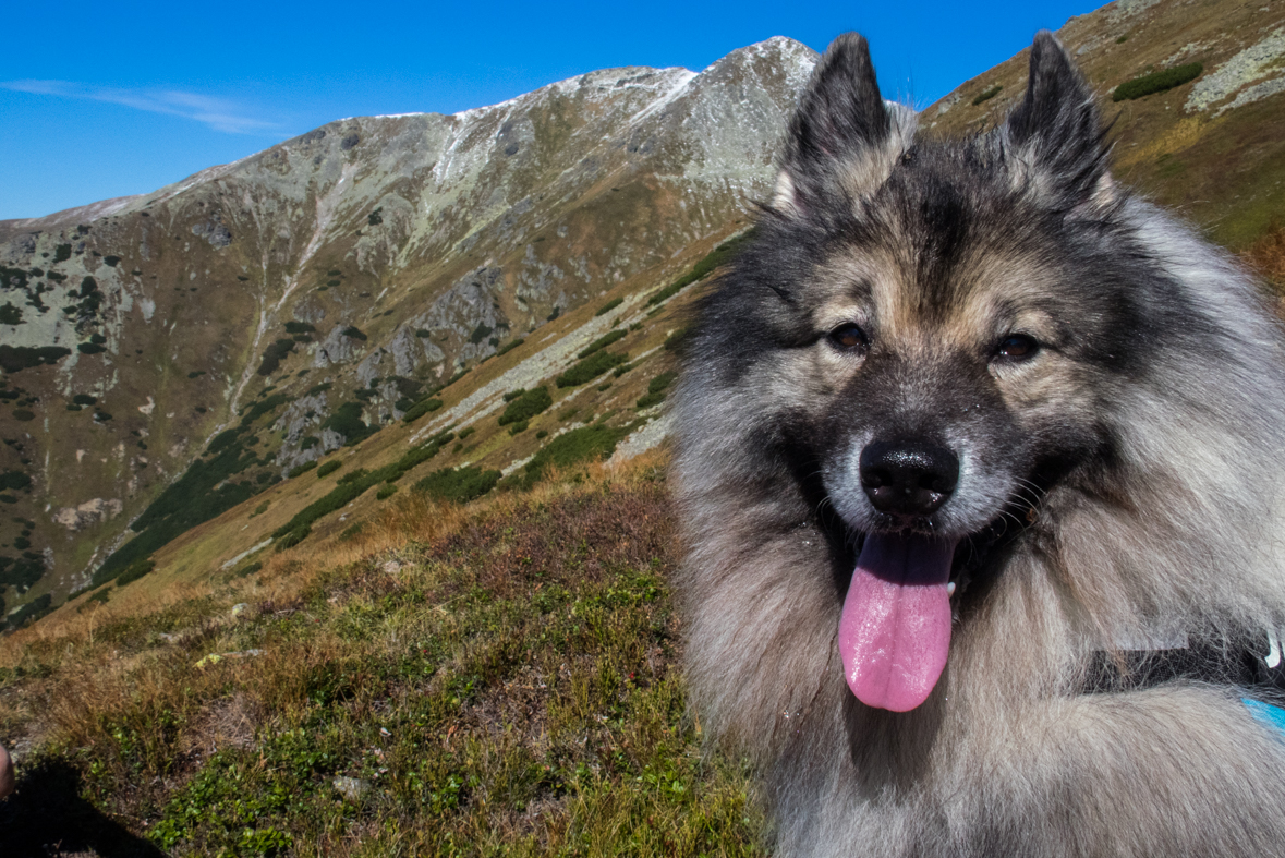 Baníkov zo Žiarskej doliny (Západné Tatry)