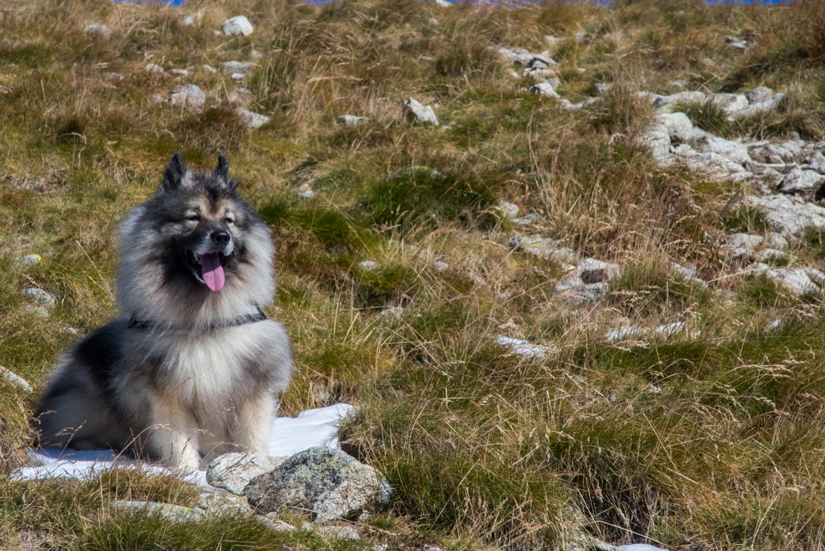 Baníkov zo Žiarskej doliny (Západné Tatry)