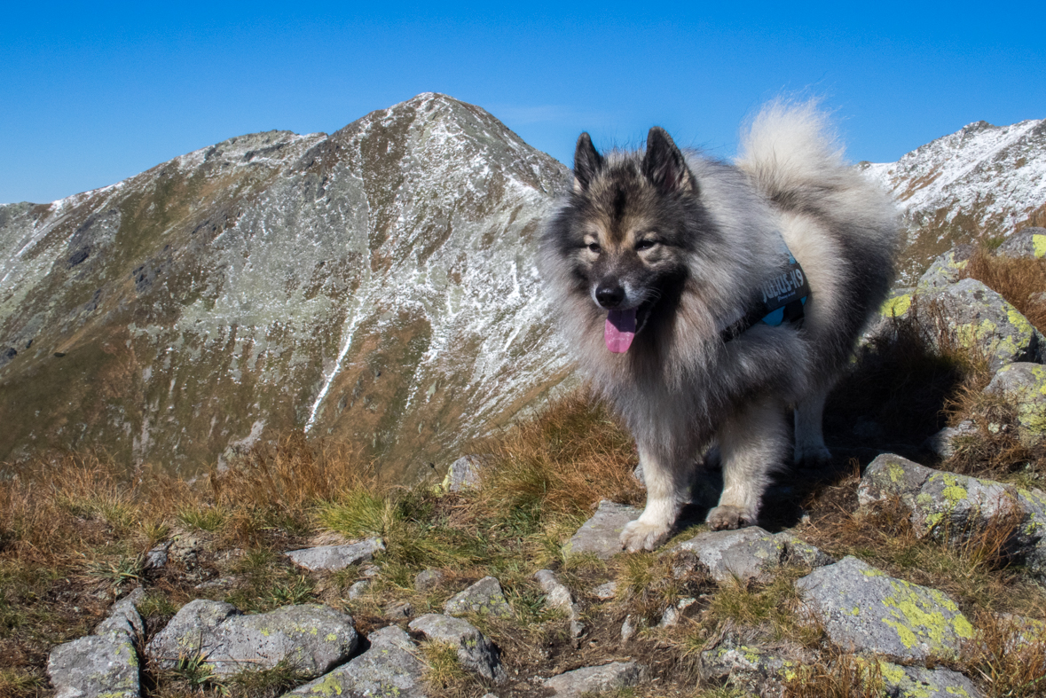 Baníkov zo Žiarskej doliny (Západné Tatry)