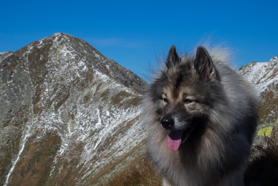 Baníkov zo Žiarskej doliny (Západné Tatry)