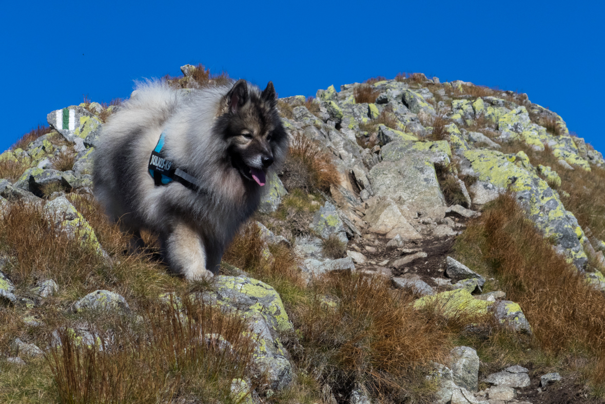 Baníkov zo Žiarskej doliny (Západné Tatry)