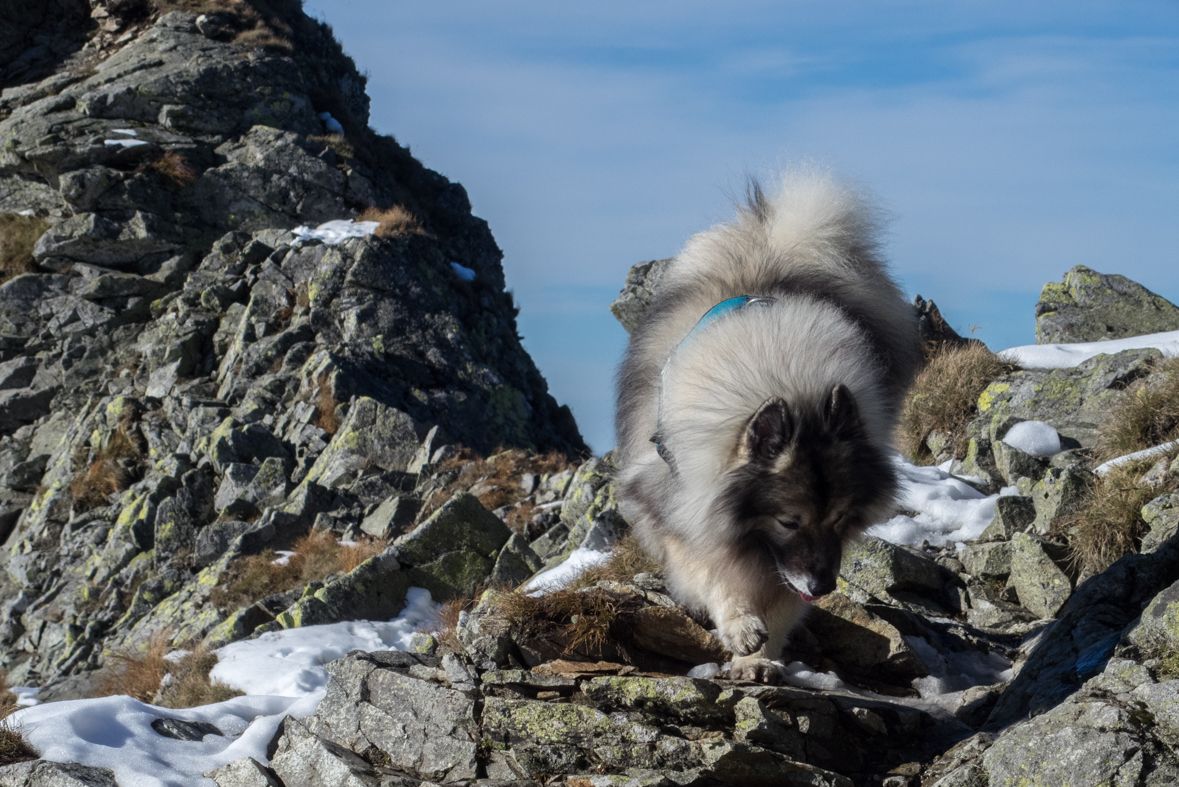 Baníkov zo Žiarskej doliny (Západné Tatry)