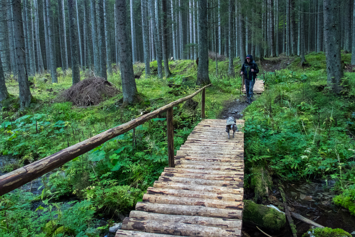 Brestová z chaty Zverovka (Západné Tatry)