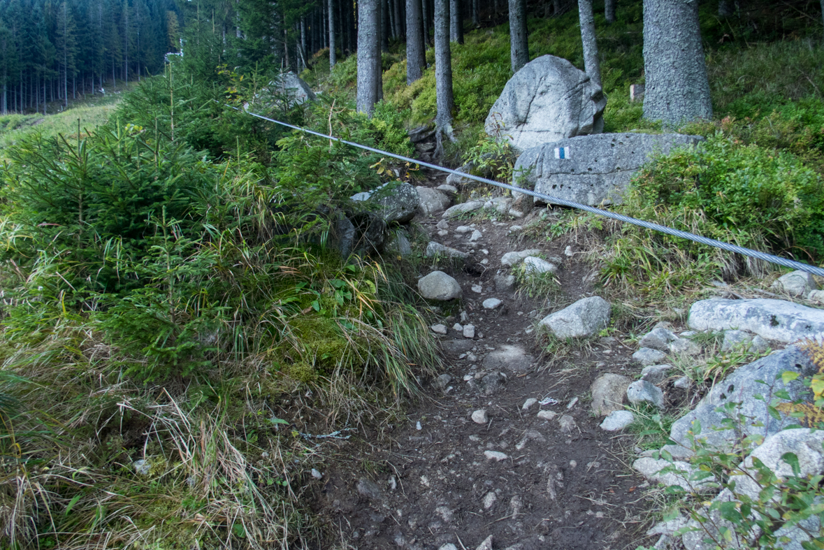 Brestová z chaty Zverovka (Západné Tatry)