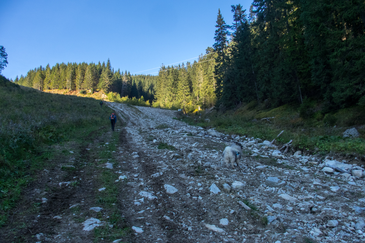 Brestová z chaty Zverovka (Západné Tatry)