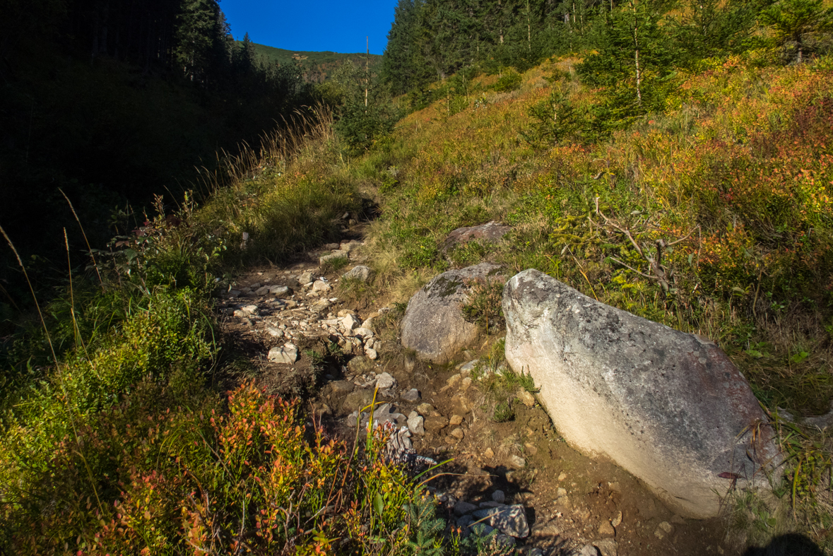 Brestová z chaty Zverovka (Západné Tatry)