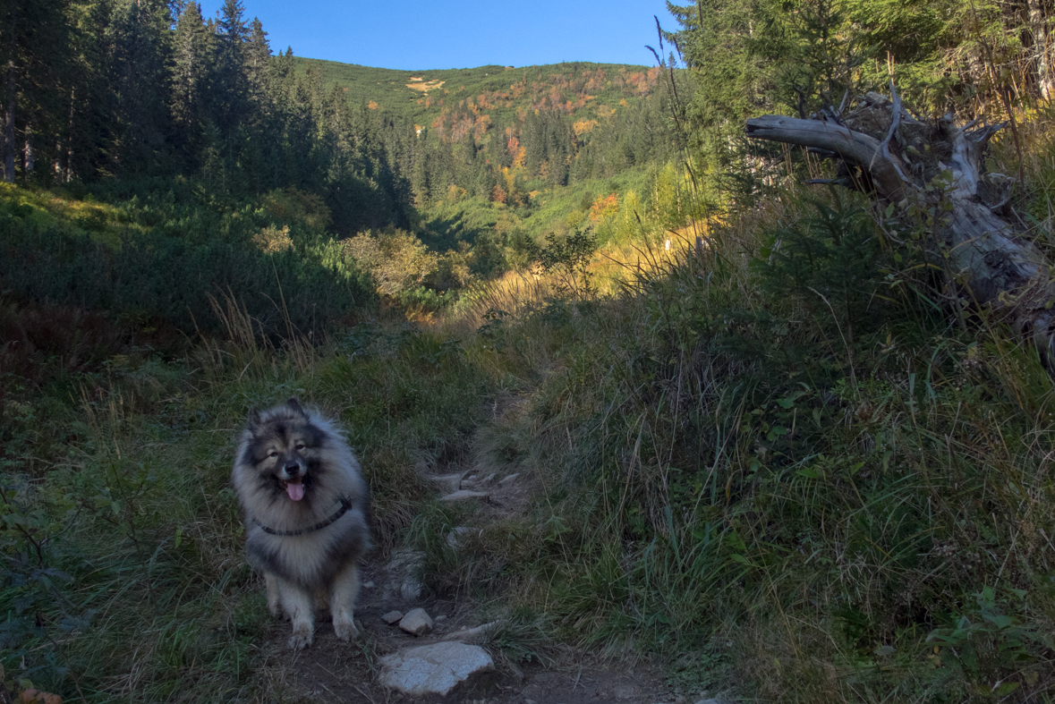 Brestová z chaty Zverovka (Západné Tatry)