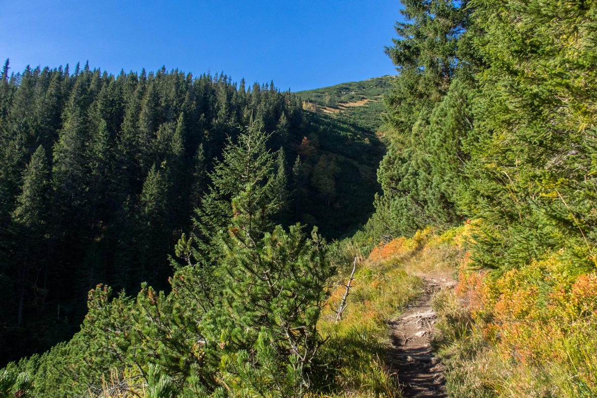 Brestová z chaty Zverovka (Západné Tatry)