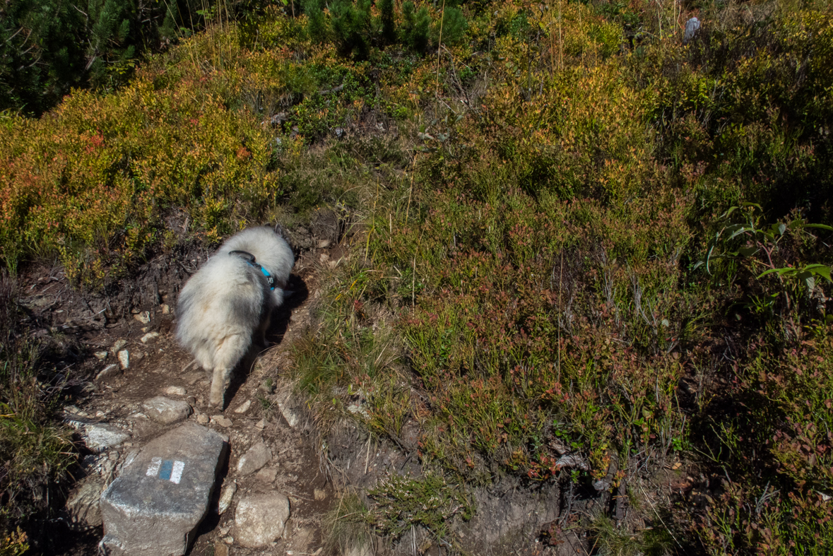 Brestová z chaty Zverovka (Západné Tatry)