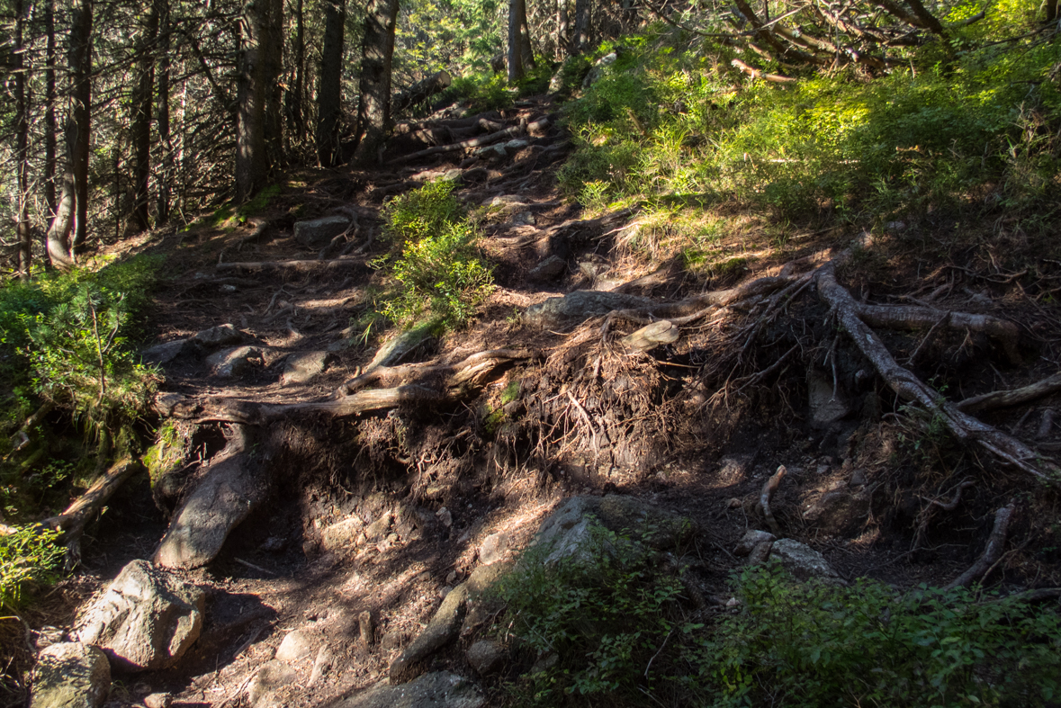 Brestová z chaty Zverovka (Západné Tatry)