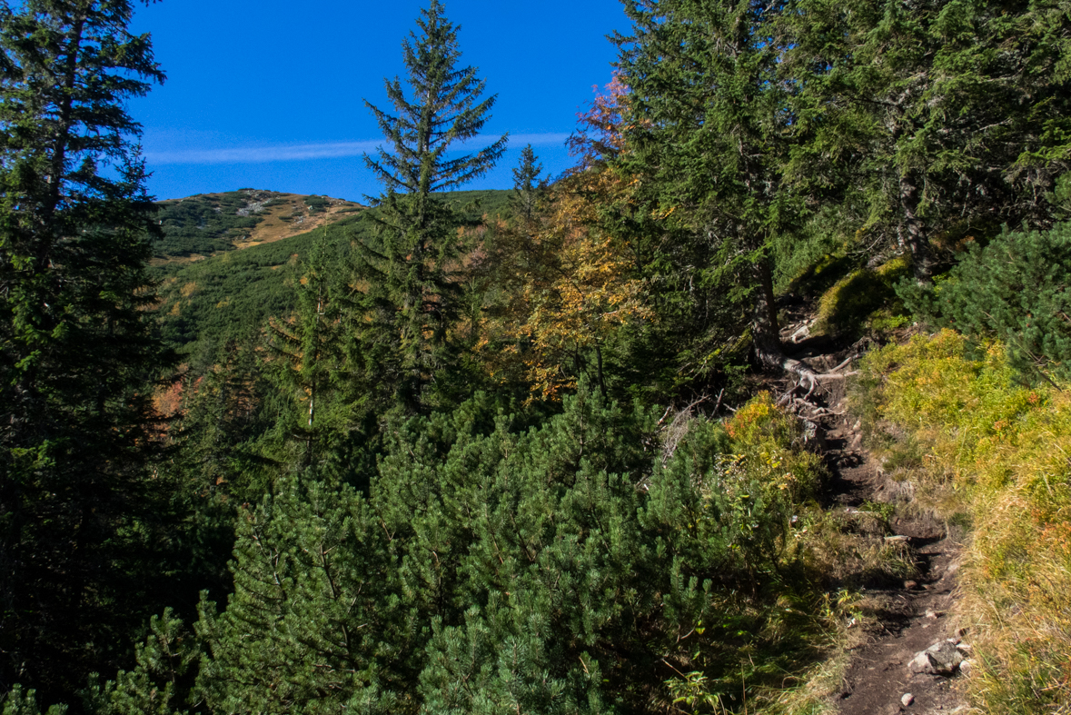 Brestová z chaty Zverovka (Západné Tatry)