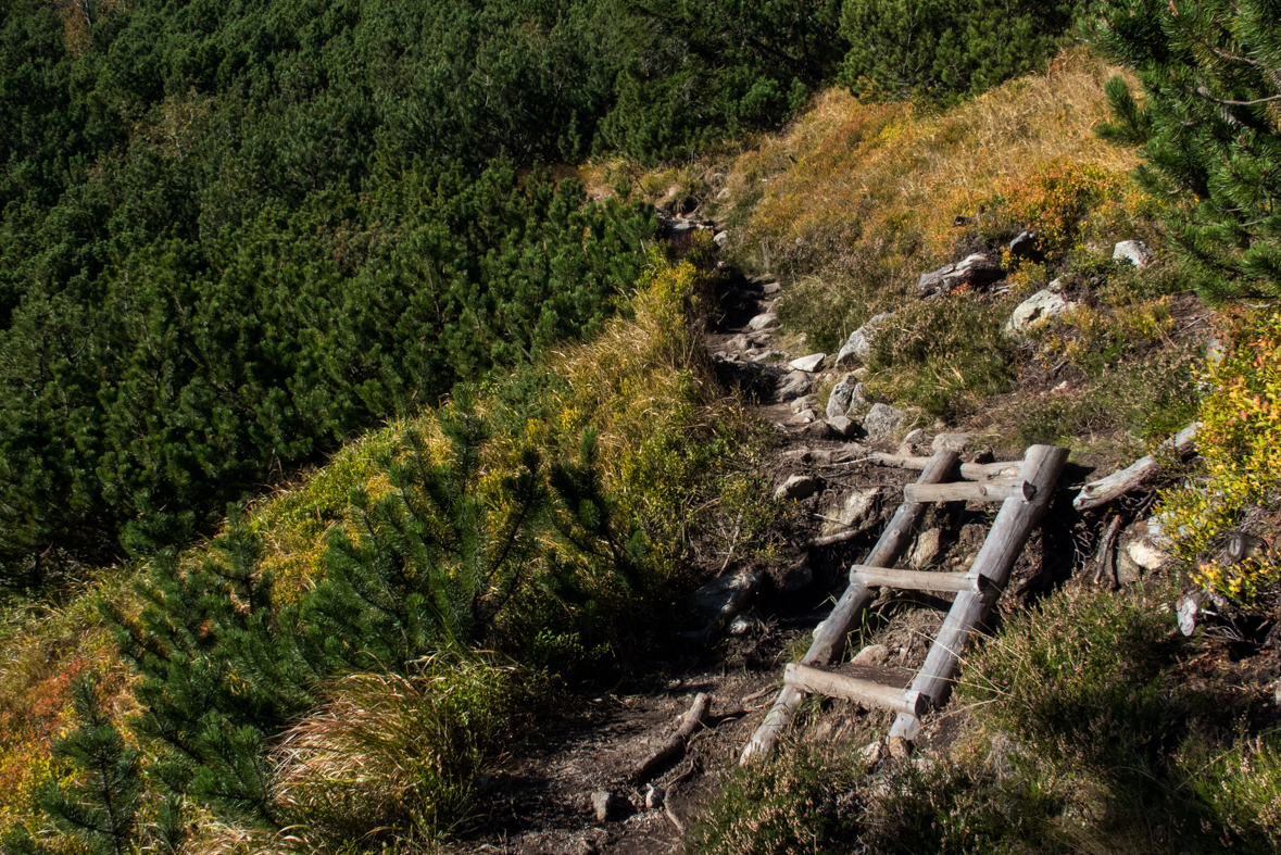 Brestová z chaty Zverovka (Západné Tatry)