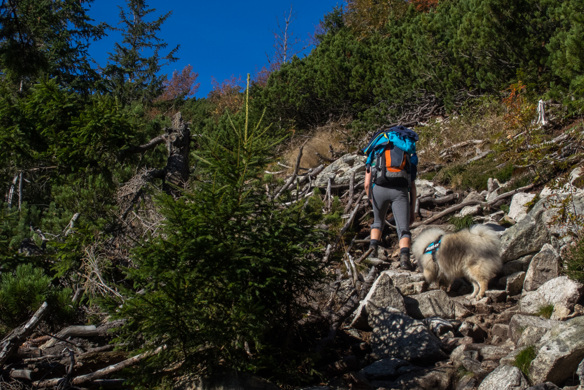 Brestová z chaty Zverovka (Západné Tatry)