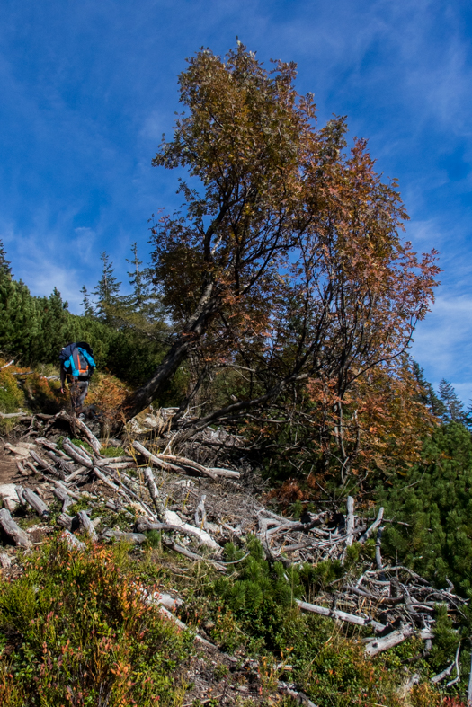 Brestová z chaty Zverovka (Západné Tatry)